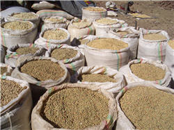 Maize for the porridge